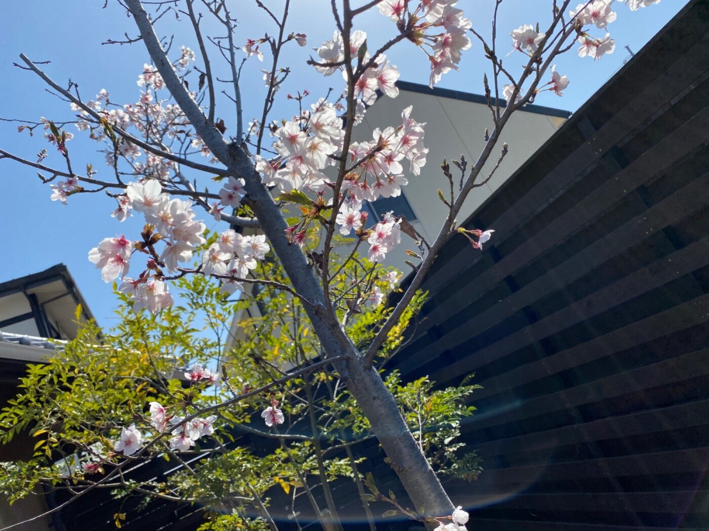 4/5 豚肉のソテー　薬味おろし添え